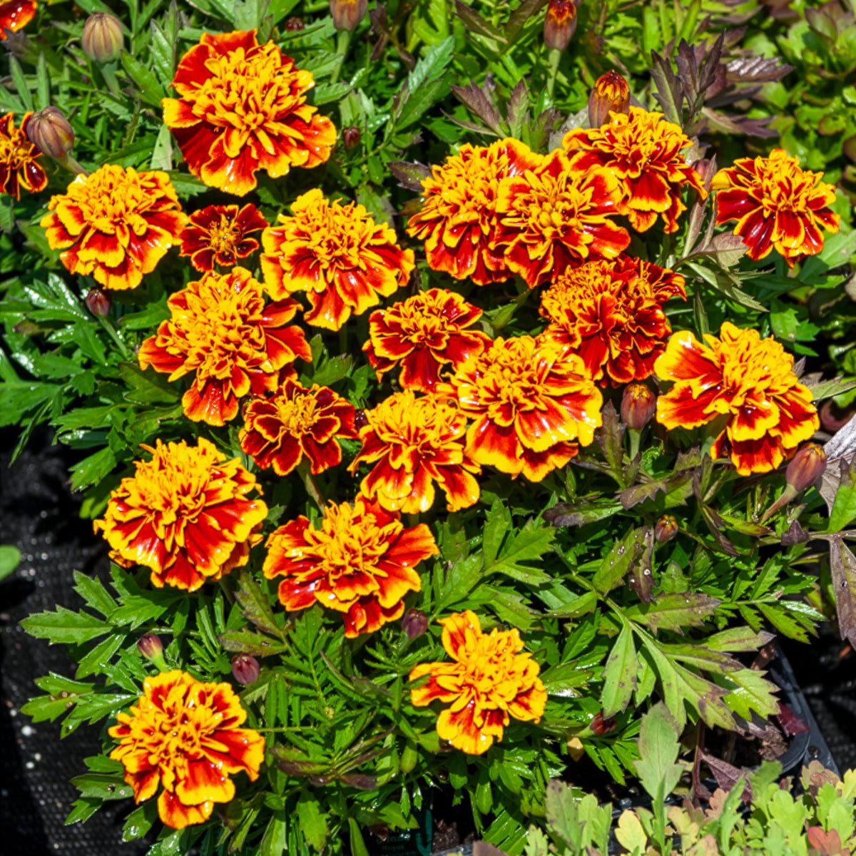 Afrikaantje 'Honeycomb' - Tagetes patula Honeycomb - Bakker
