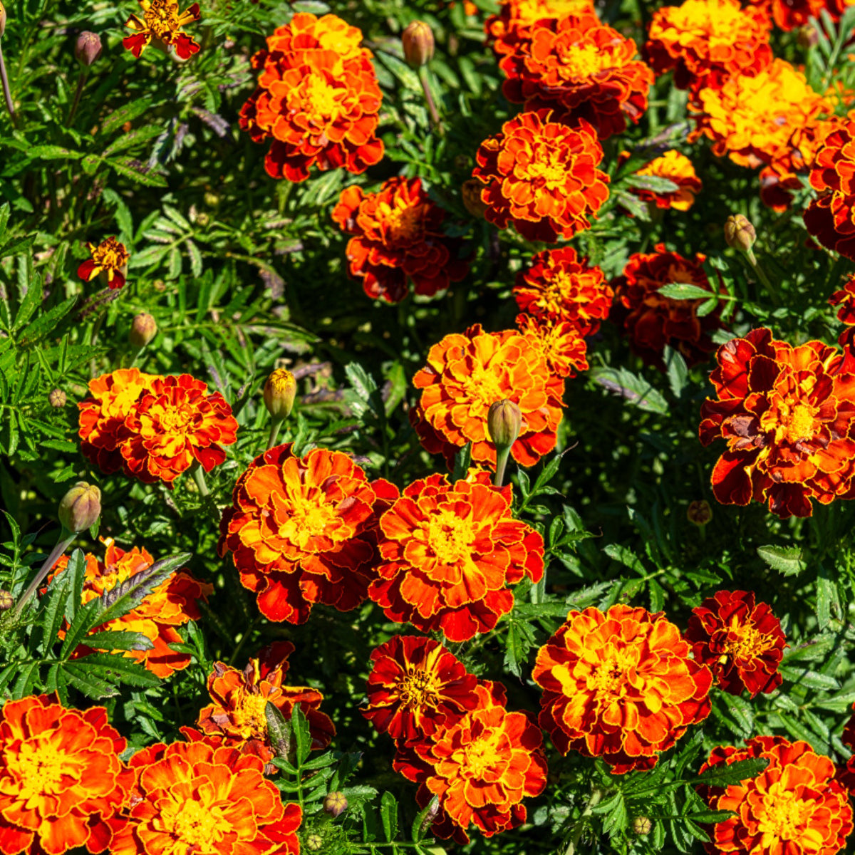 Tagetes patula Honeycomb - Afrikaantje 'Honeycomb' - Eenjarige bloemzaden