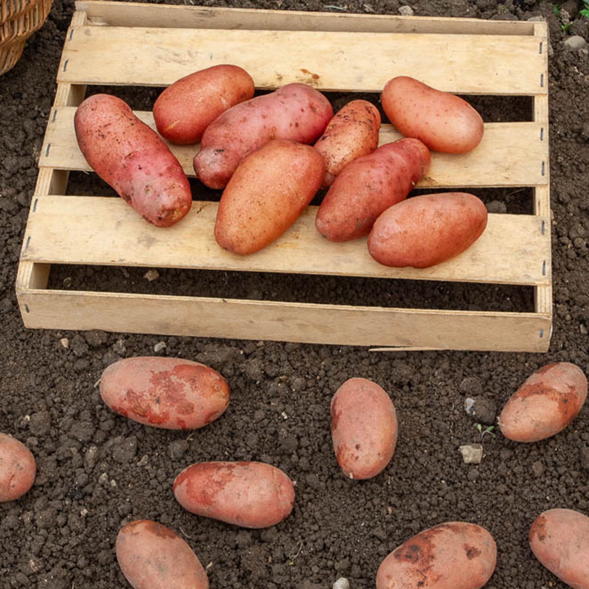 Aardappel 'Rose de France' - Solanum tuberosum rose de france (cirielle) - Bakker