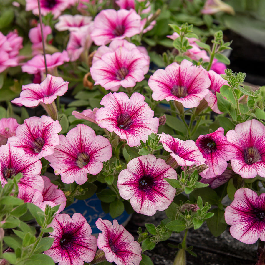 Hangpetunia - roze (x3) - Petunia - Bakker