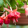 Bellenplant 'Bicentennial' (x3) - Bakker