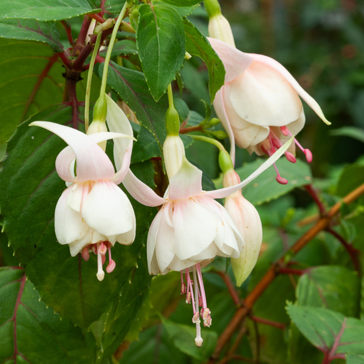 Fuchsia 'Annabel' - winterhard (x3) - Bakker