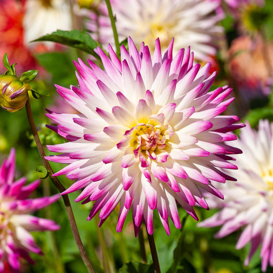 Dahlia 'Haley Jane' (x3) - Bakker