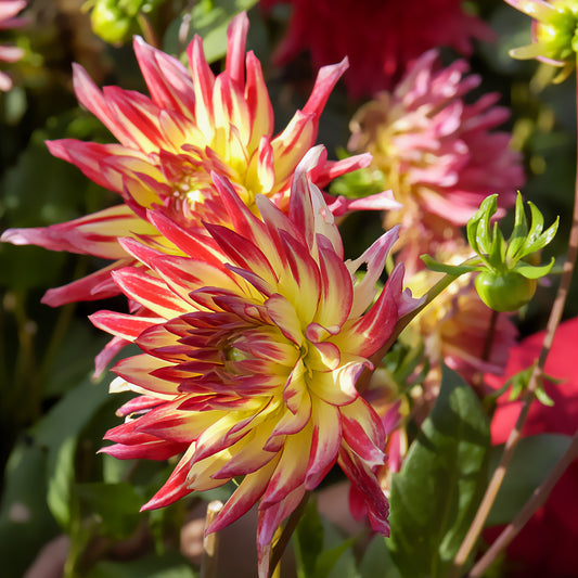 Cactus Dahlia 'Firebird' (x3) - Bakker