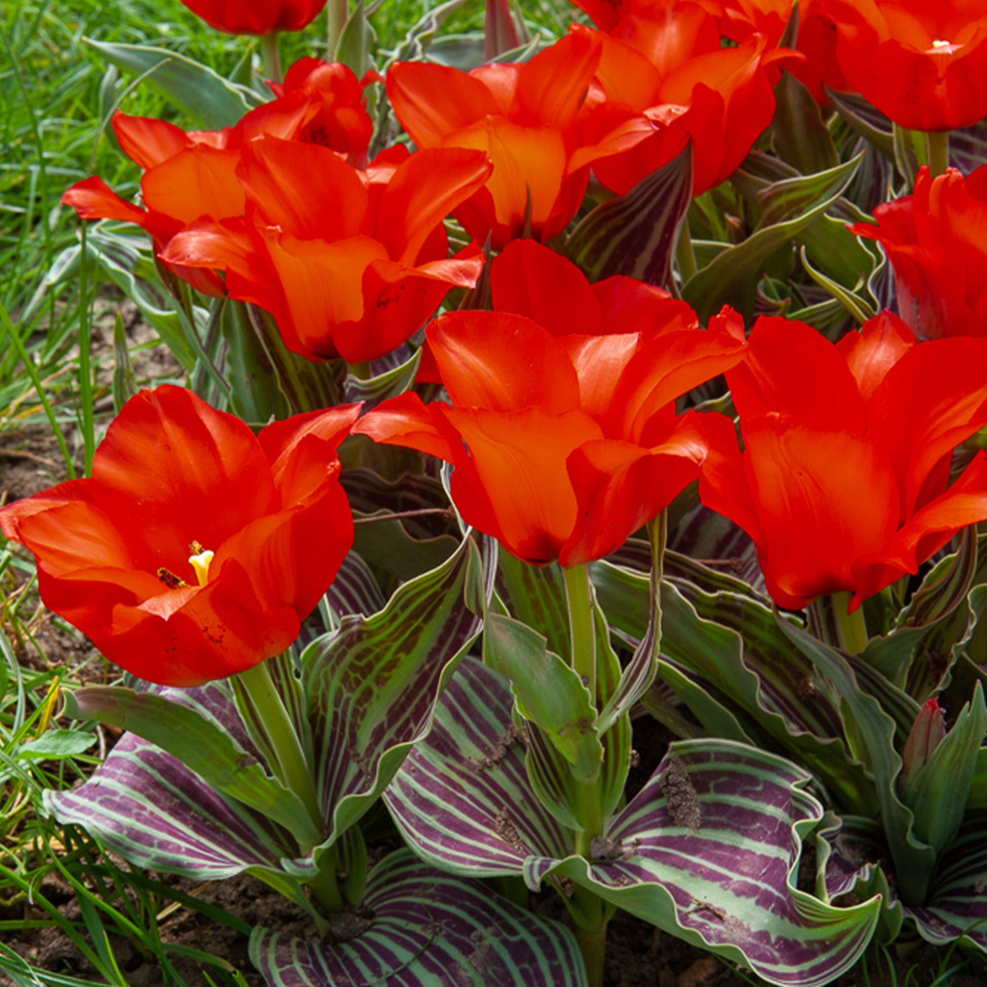 Tulpen Roodkapje (x10) - Bakker