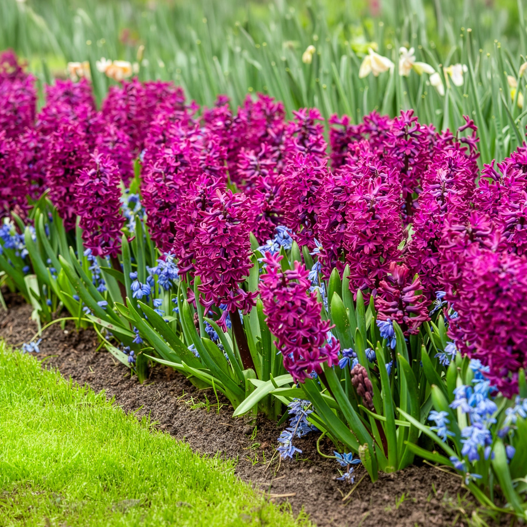 Verkoop Hyacinthen 'Woodstock' (x6) - Hyacinthus orientalis woodstock