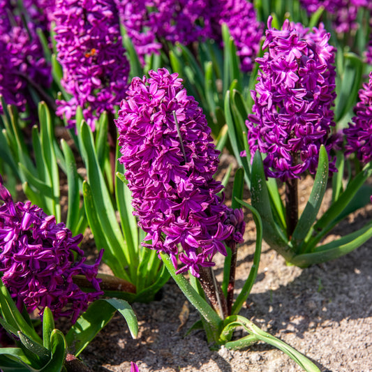 Hyacinthen 'Woodstock' (x6) - Bakker
