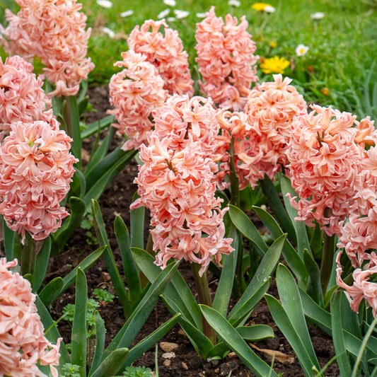 Hyacinthen 'Gipsy Queen' (x6) - Bakker