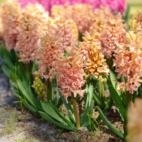 Hyacint - Hyacinthen 'Gipsy Queen' (x6) - Hyacinthus orientalis gipsy queen