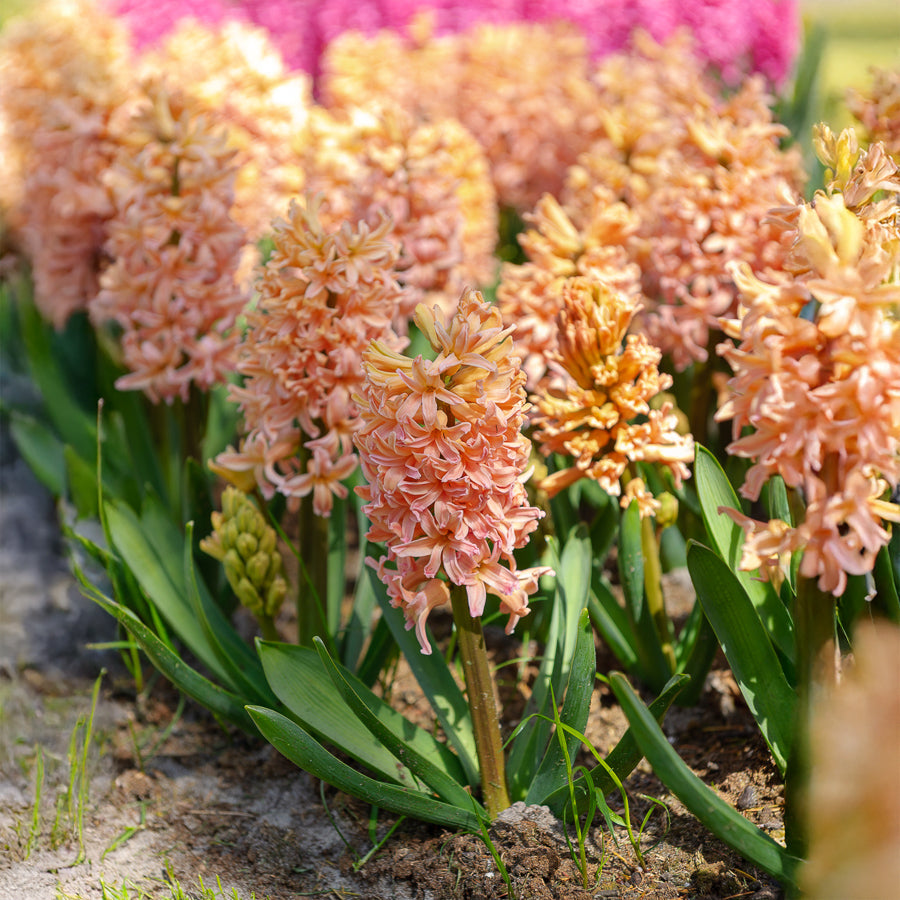 Hyacint - Hyacinthen 'Gipsy Queen' (x6) - Hyacinthus orientalis gipsy queen