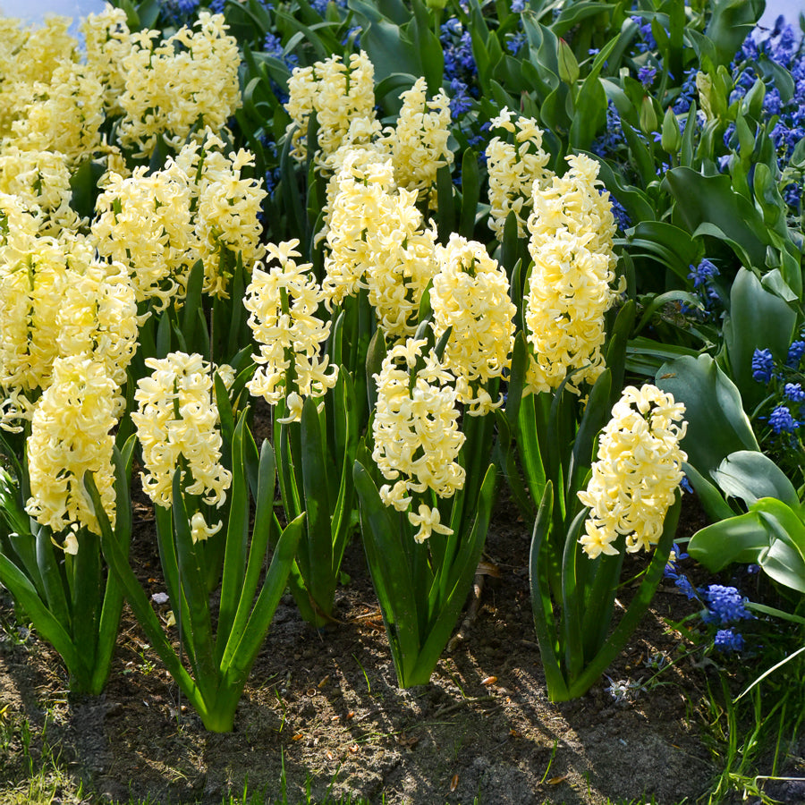 Hyacinthen 'City of Haarlem' (x6) - Hyacintus orientalis city of haarlem - Bakker