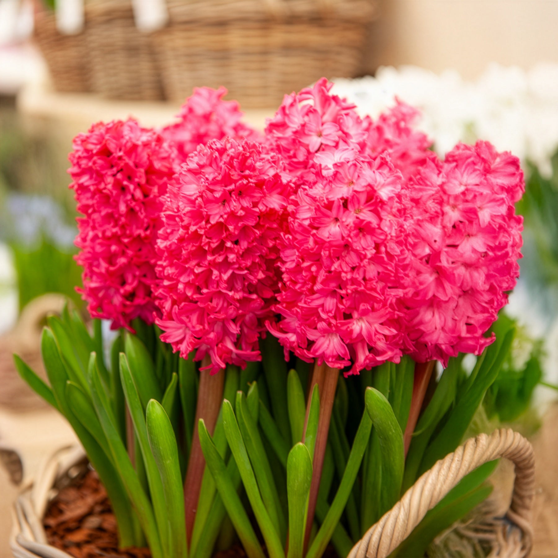 Verkoop Hyacinthen 'Jan Bos' (x6) - Hyacinthus orientalis Jan Bos