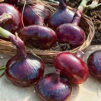 Rode ui 'Brunswick' - Allium cepa de brunswick - Bakker