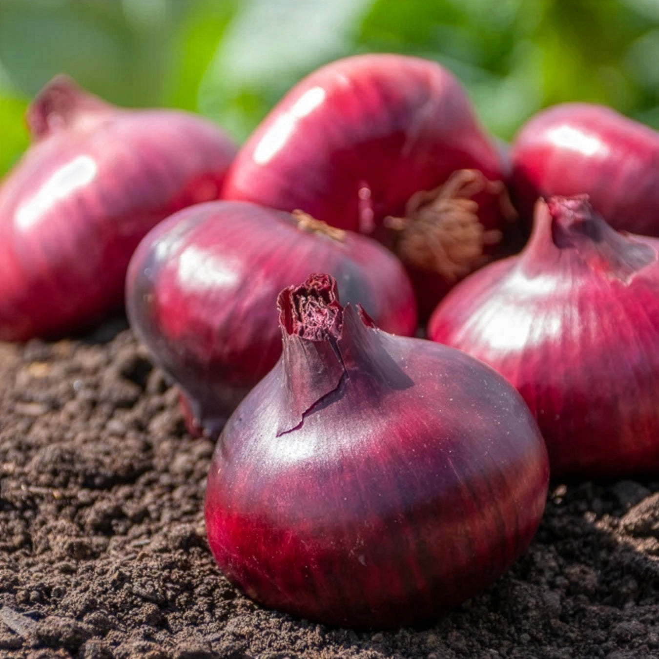 Allium cepa de brunswick - Rode ui 'Brunswick' - Uien