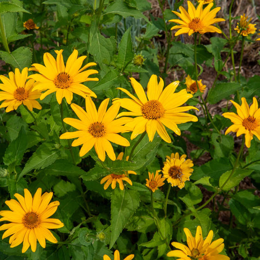 Zonneoog (x5) - Bakker