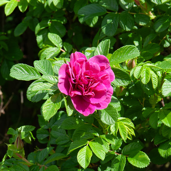 Collectie van 2 botanische rozen (x2) - Rosa rugosa hansa , boule de neige - Bakker
