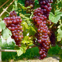 Druivenstruik Mix - Vitis vinifera Chasselas rose, Muscat de Hambourg, Exalta, Chasselas de Fontainebleau - Bakker