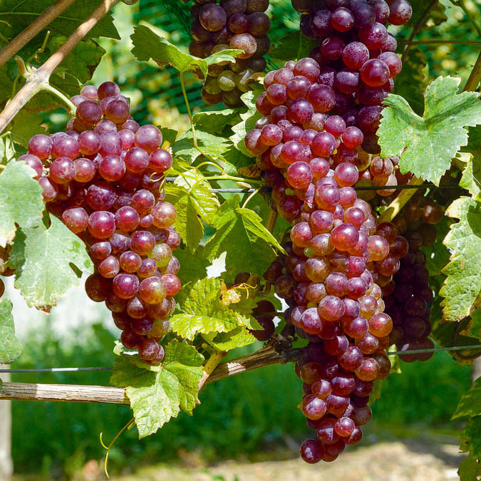 Druivenstruik Mix - Vitis vinifera Chasselas rose, Muscat de Hambourg, Exalta, Chasselas de Fontainebleau - Bakker