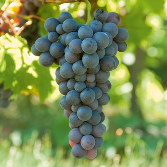 Blauwe druif 'Muscat de Hambourg' - Vitis vinifera muscat de hambourg - Klimfruit