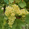 Druif 'Chasselas de Fontainebleau' - Bakker