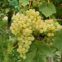 Verkoop Druivenstruik Mix - Vitis vinifera Chasselas rose, Muscat de Hambourg, Exalta, Chasselas de Fontainebleau