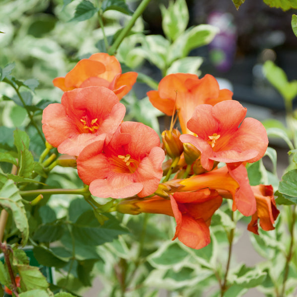 Trompetbloem 'Madame Gallen' - Klimplanten - Bakker