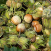 Hazelaar - groen - Bakker