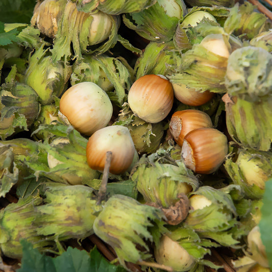 Hazelaar - groen - Bakker