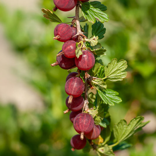 Kruisbes 'Winham's Industry' (x2) - Bakker