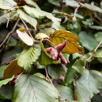 Rode hazelaar - Corylus maxima purpurea - Bakker