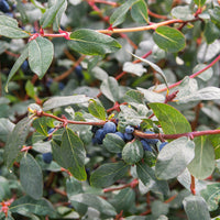 Blauwe honigbes - Lonicera kamtschatica - Bakker