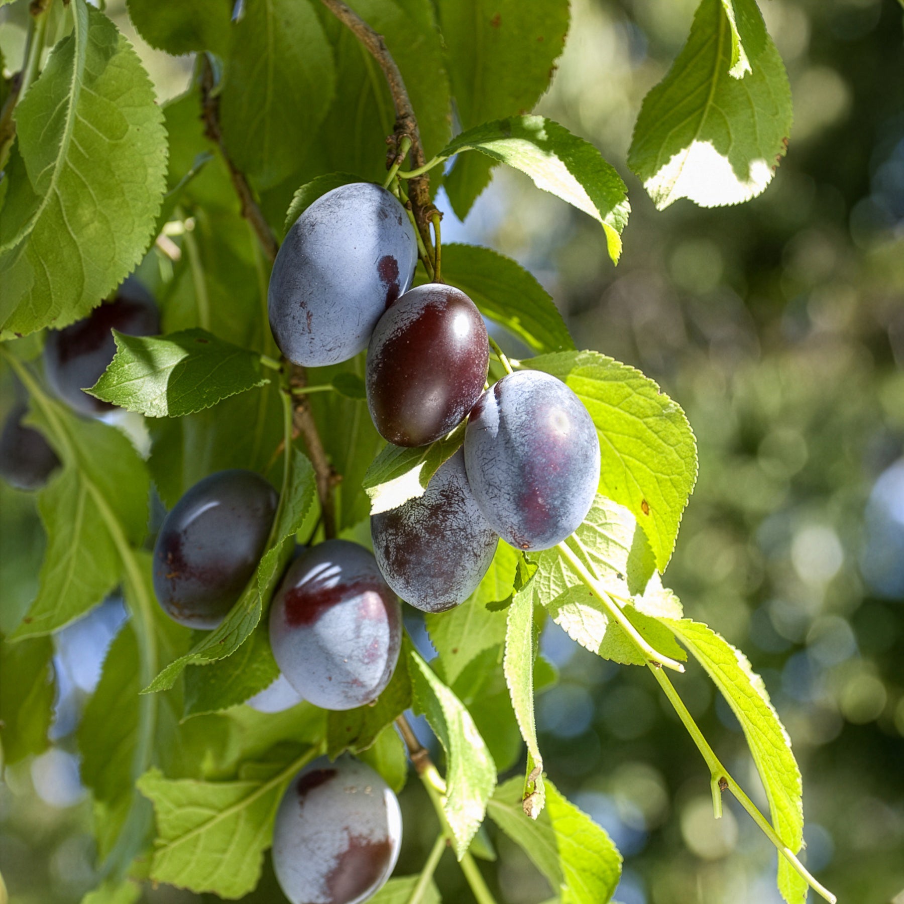 Prunus domestica Quetsche d'Alsace - Pruimenboom 'Quetsche d'Alsace' - Pruimenbomen