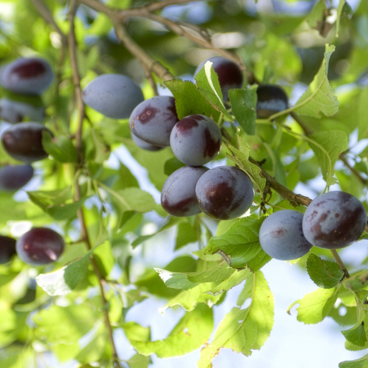 Pruimenboom 'Quetsche d'Alsace' - Prunus domestica Quetsche d'Alsace - Bakker