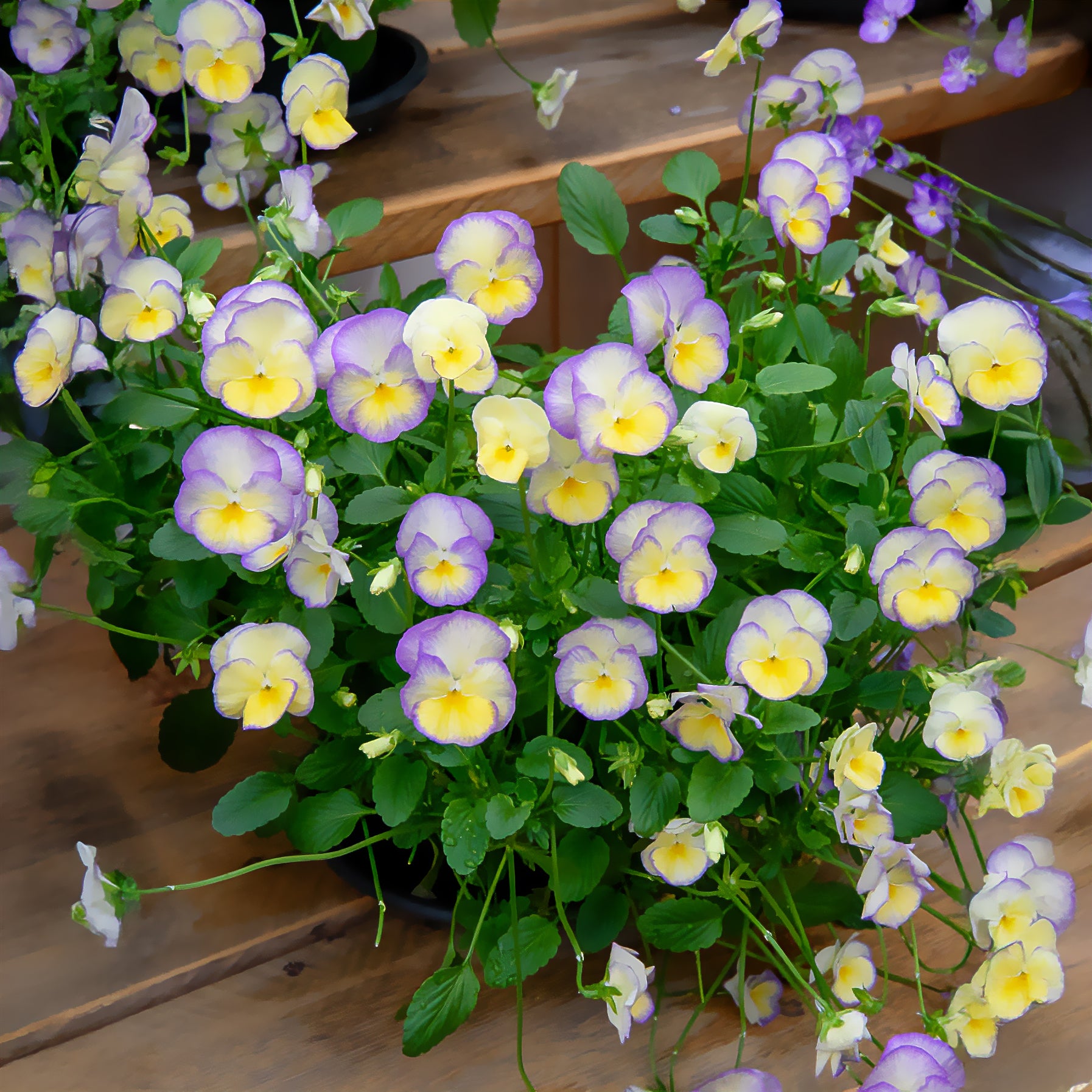 Viola cornuta etain - Hoornviooltje 'Etain' (x3) - Bloeiende vaste planten