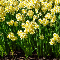 Narcissus tazetta Minnow - Narcis Minnow (x10) - Narcissen