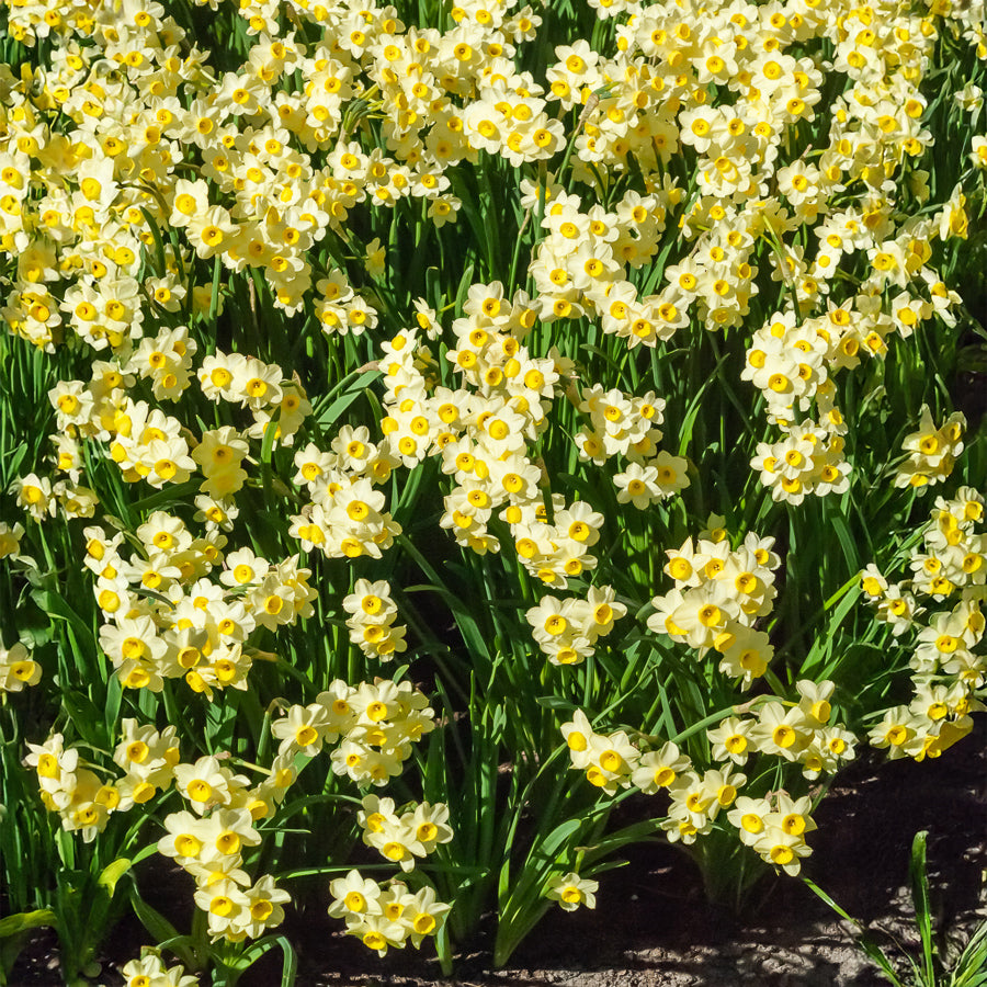 Narcis Minnow (x10) - Bakker