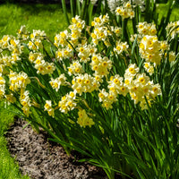 Narcis Minnow (x10) - Narcissus tazetta Minnow - Bakker