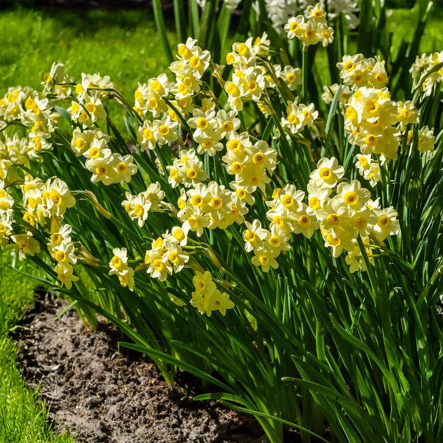 Narcis Minnow (x10) - Narcissus tazetta Minnow - Bakker