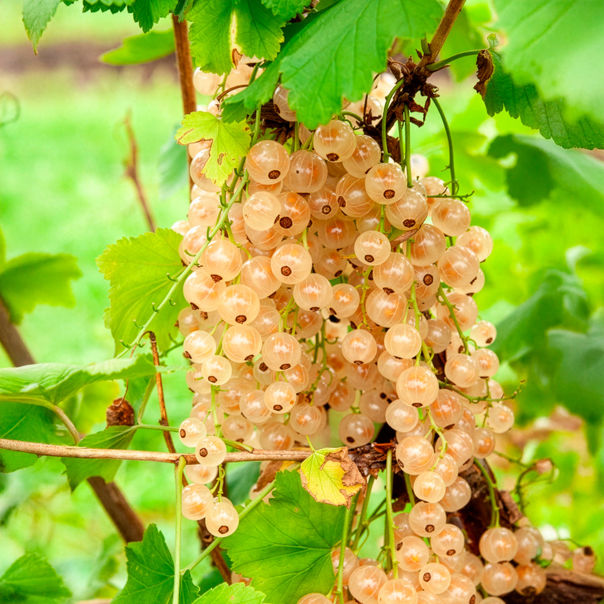 Witte aalbes op stam - Bakker