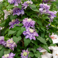 Bosrank Diamantina - Clematis Diamantina Evipo 039 - Bakker