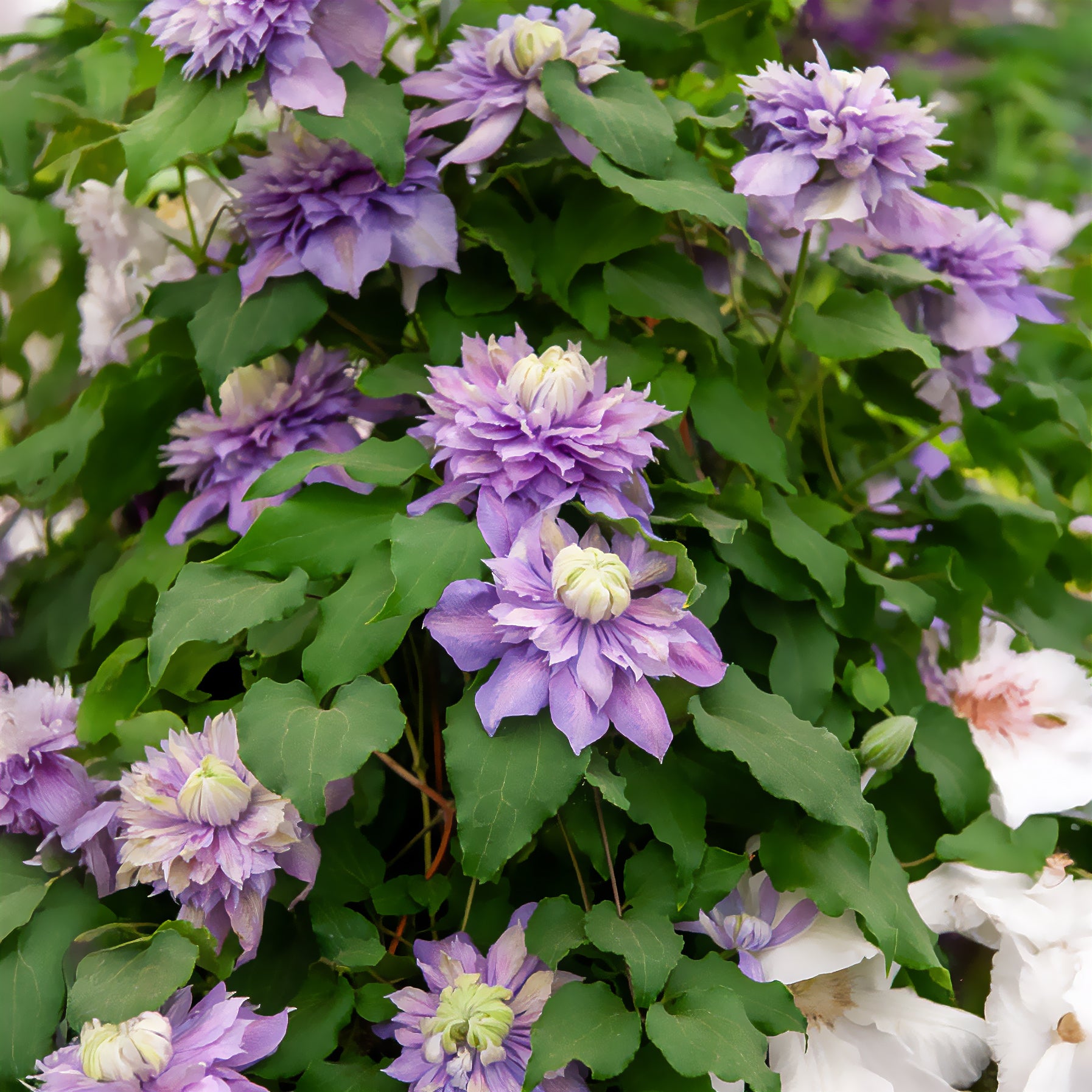 Bosrank Diamantina - Clematis Diamantina Evipo 039 - Bakker
