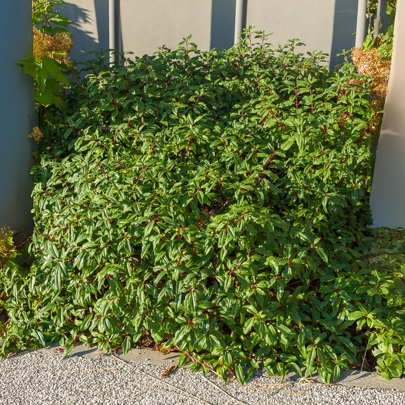Sneeuwbal (Viburnum) - Sneeuwbal Davidii - Viburnum davidii