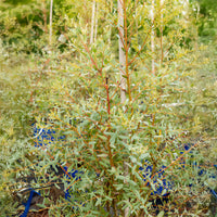 Eucalyptus gunnii france bleu ® ’rengun’ - Gomboom 'Fance Bleu'® 'Rengun' - Eucalyptus