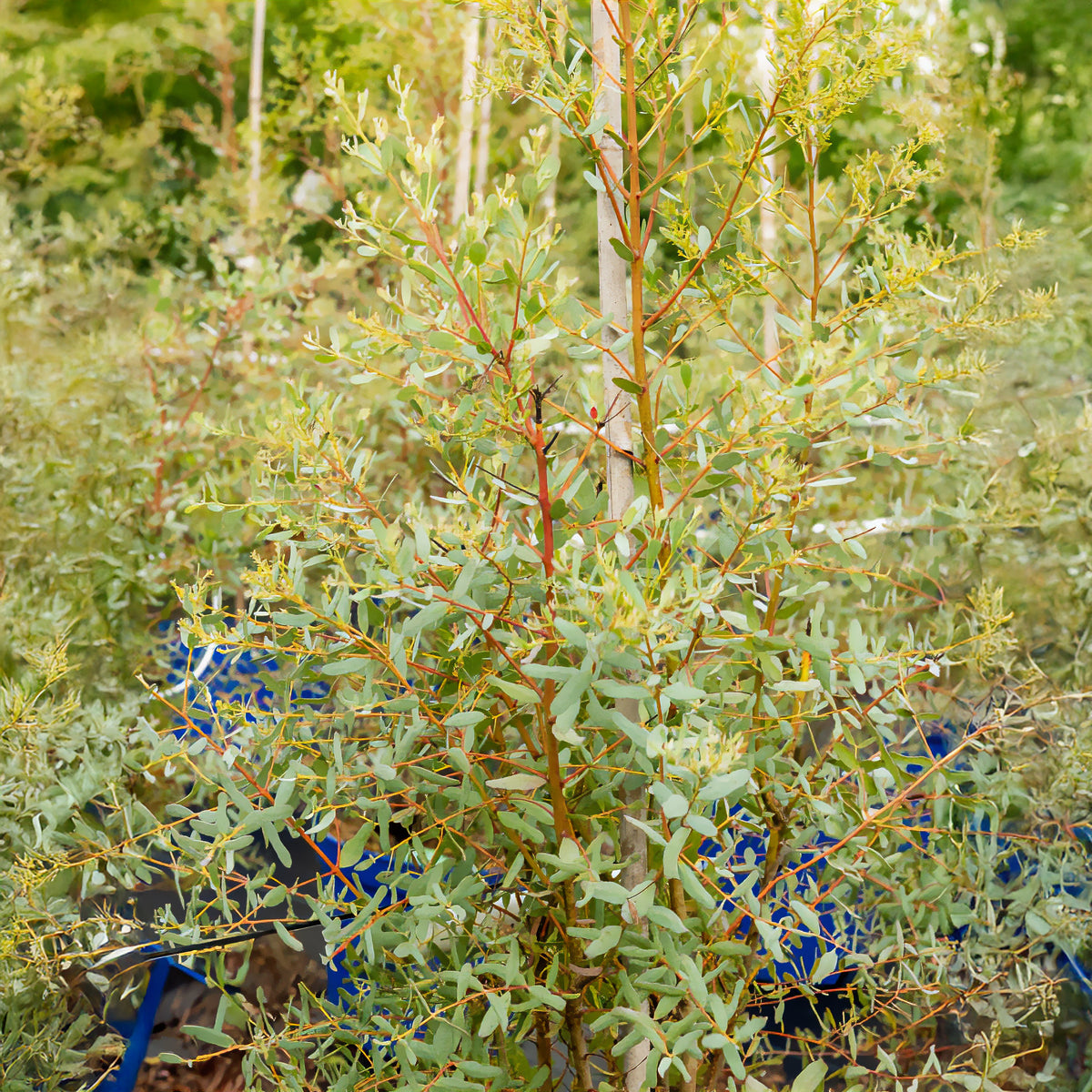 Eucalyptus - Gomboom 'Fance Bleu'® 'Rengun' - Eucalyptus gunnii France Bleu ® rengun