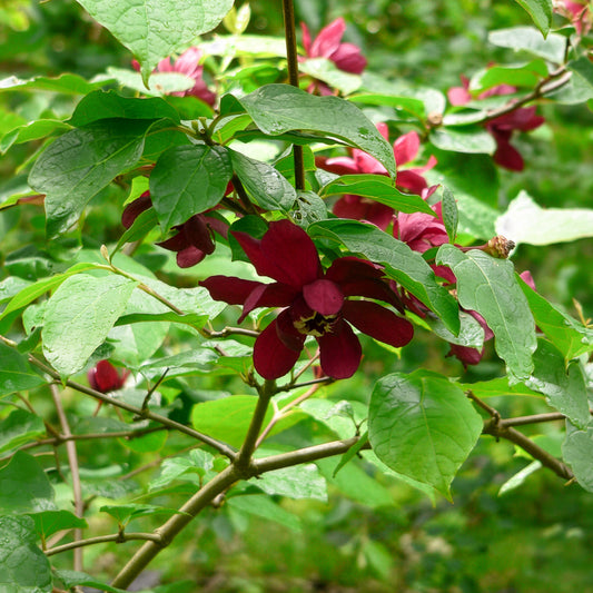 Calycanthus 'Hartlage Wine' - Bakker