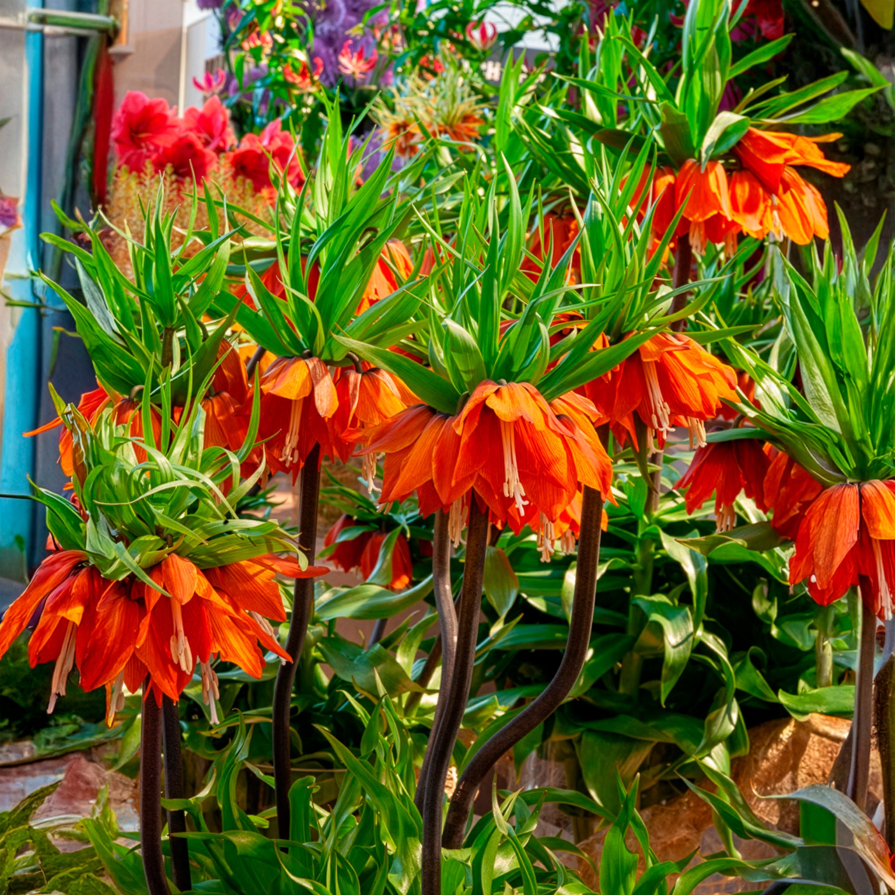 Fritillaria imperialis - Oranje keizerskroon - Fritillaria
