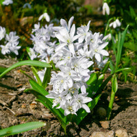 Puschkinia libanotica alba - Puschkinia Libanotica Alba (x20) - Voorjaarsbloeiers