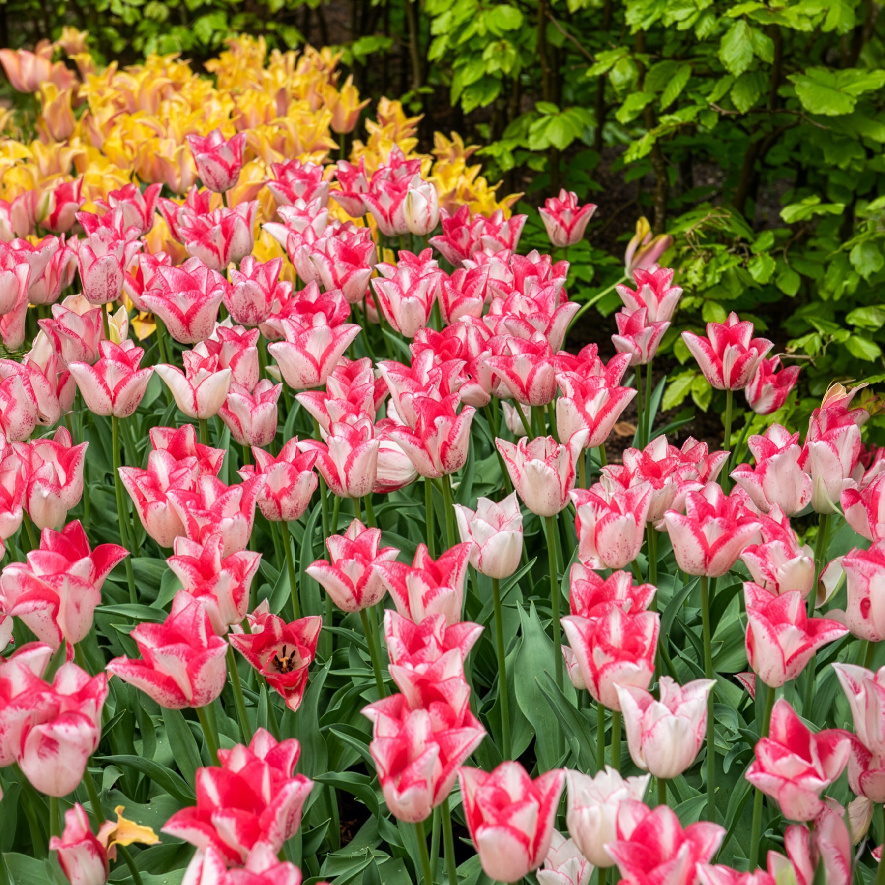 Tulpen 'Beauty Trend' (x10) - Tulipa beauty trend - Bakker