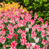 Tulpen 'Beauty Trend' (x10) - Tulipa beauty trend - Bakker