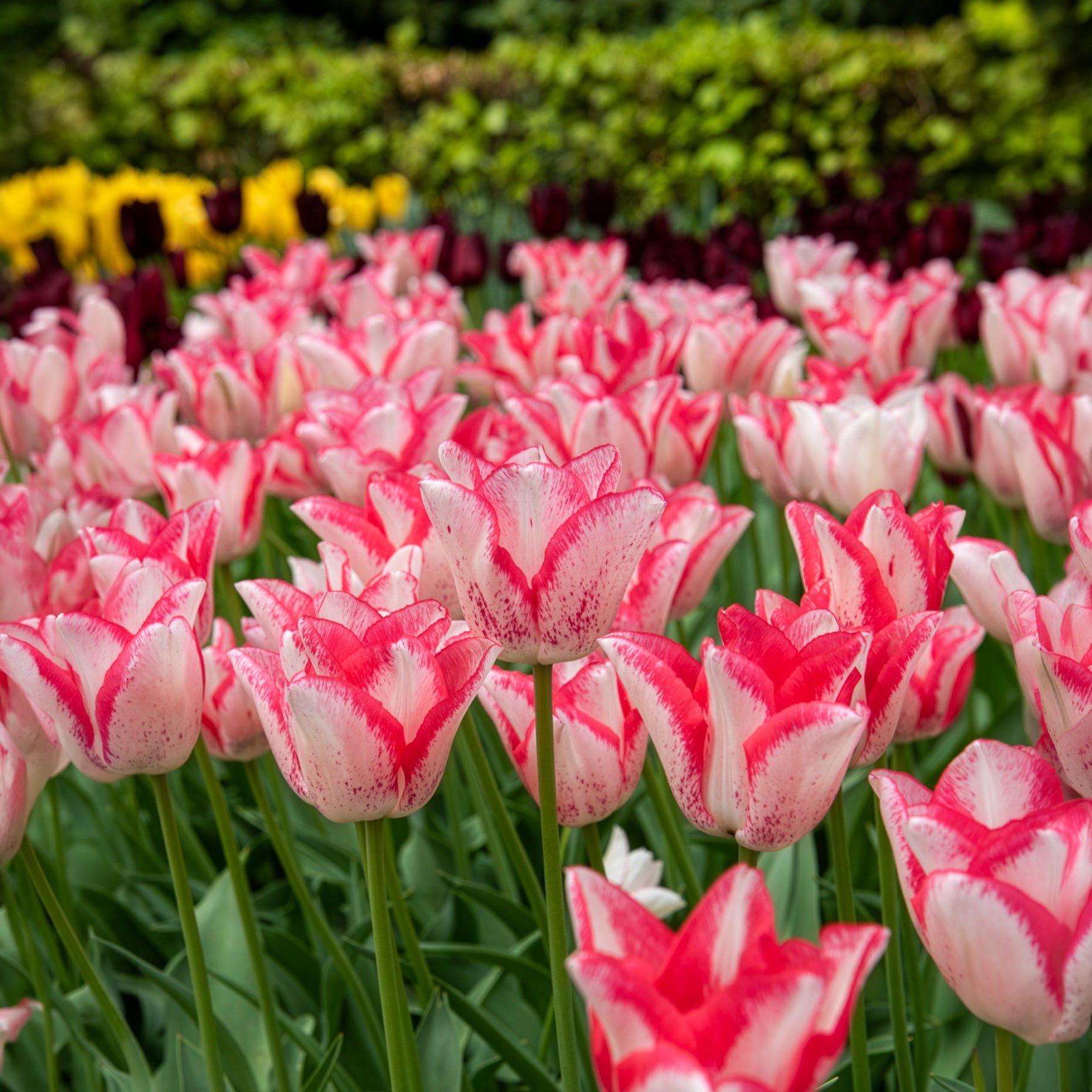Tulipa beauty trend - Tulpen 'Beauty Trend' (x10) - Tulpen